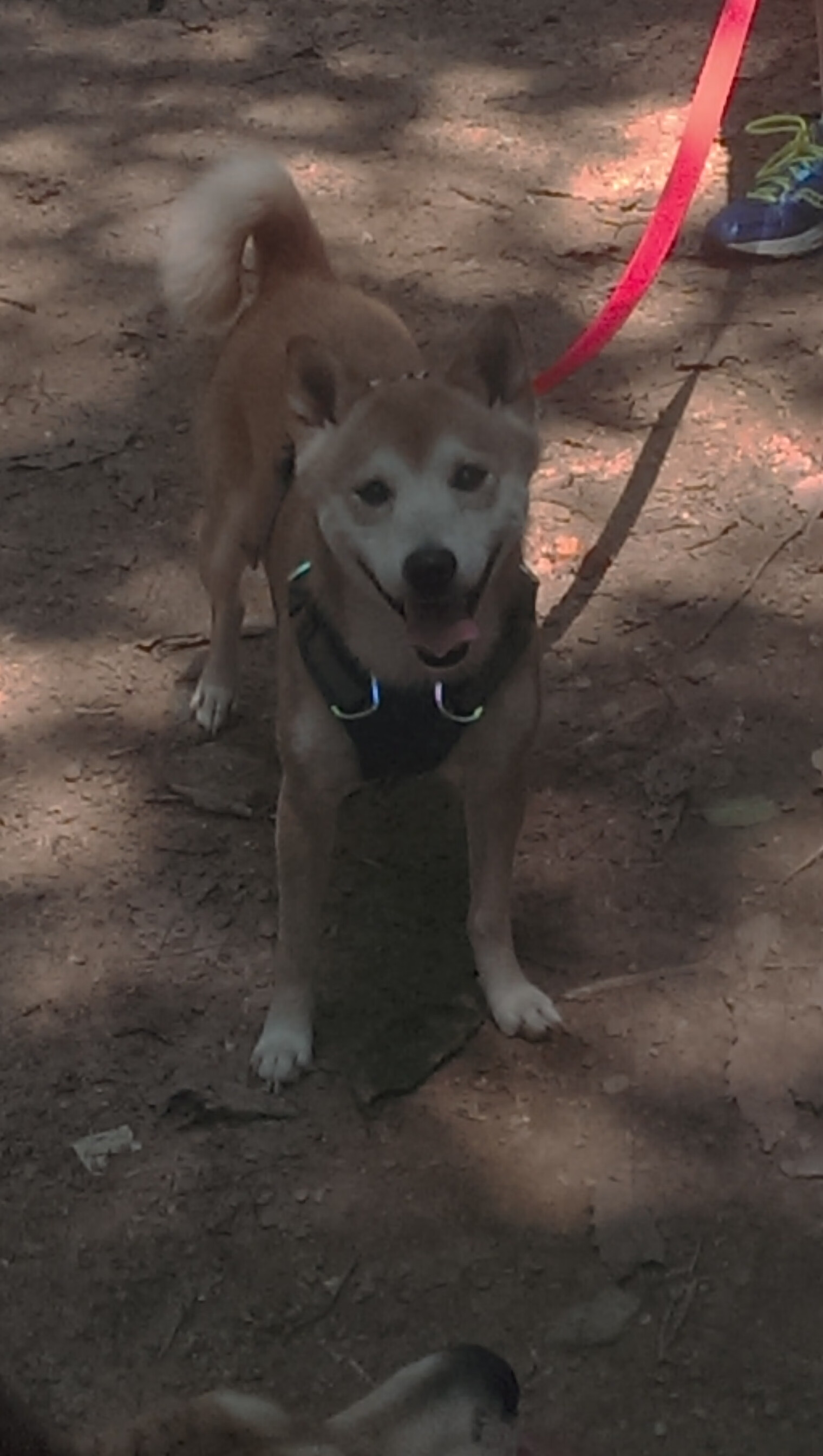 乐鱼官网-体育市场竞争力分析报告，体育行业竞争格局