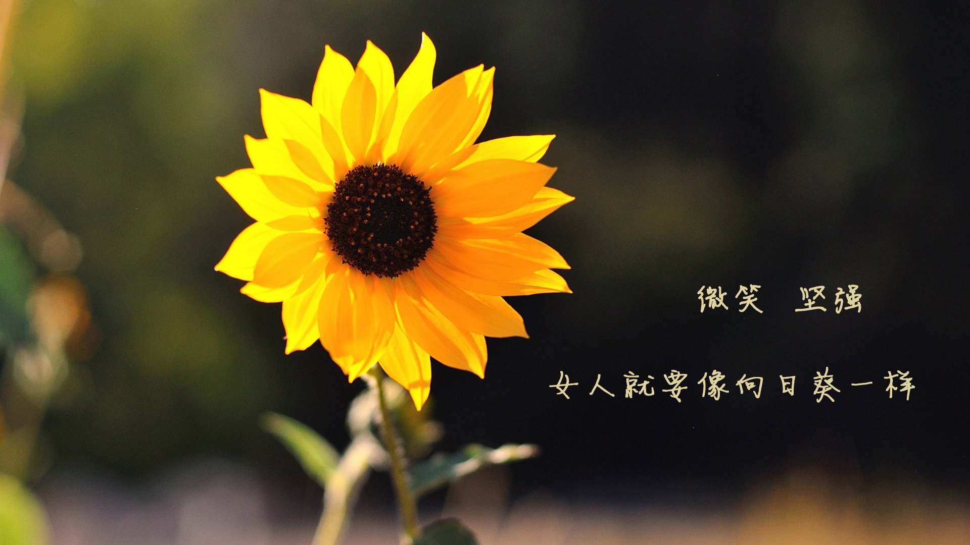 花样滑冰大奖赛金博洋自由滑夺冠,金博洋花样滑冰2020自由滑