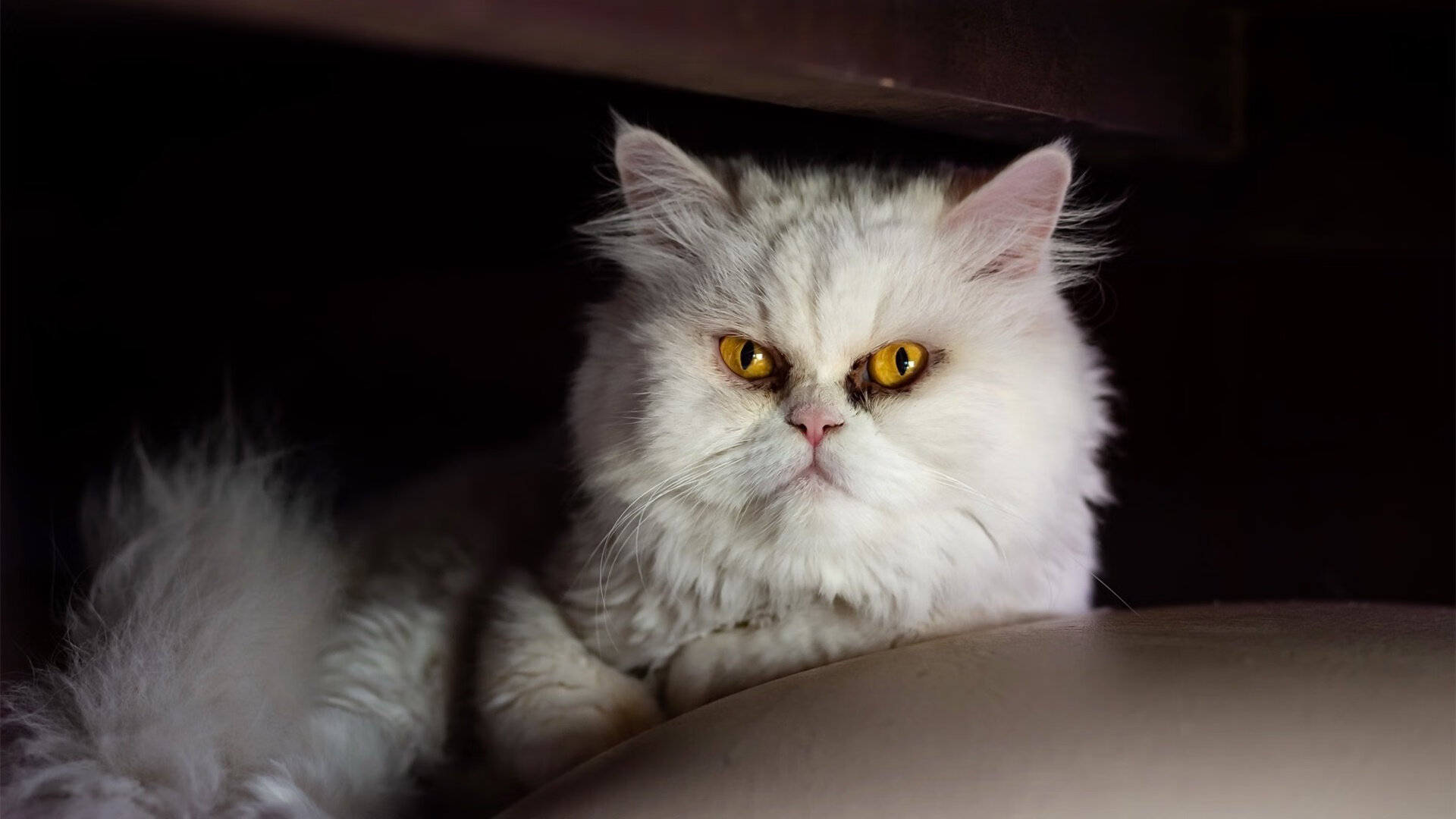 乐鱼vip-LCK年度颁奖盛典星光熠熠选手风采尽显，lck冠军奖杯