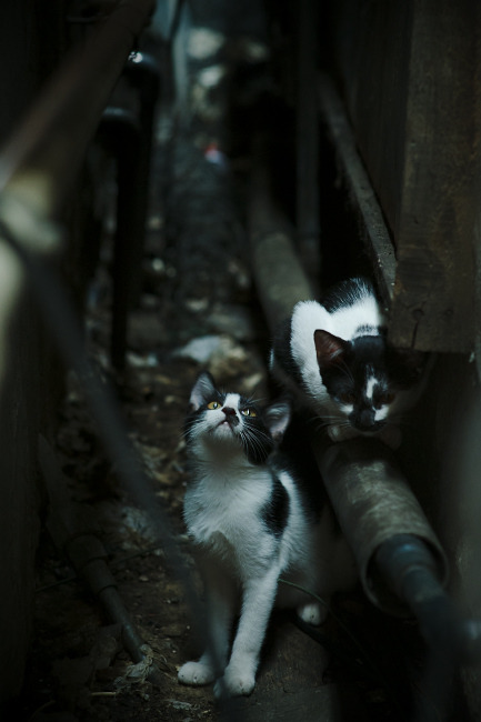 五大联赛是否正进入压缩空间博弈时代，五大联赛会不会再次停摆