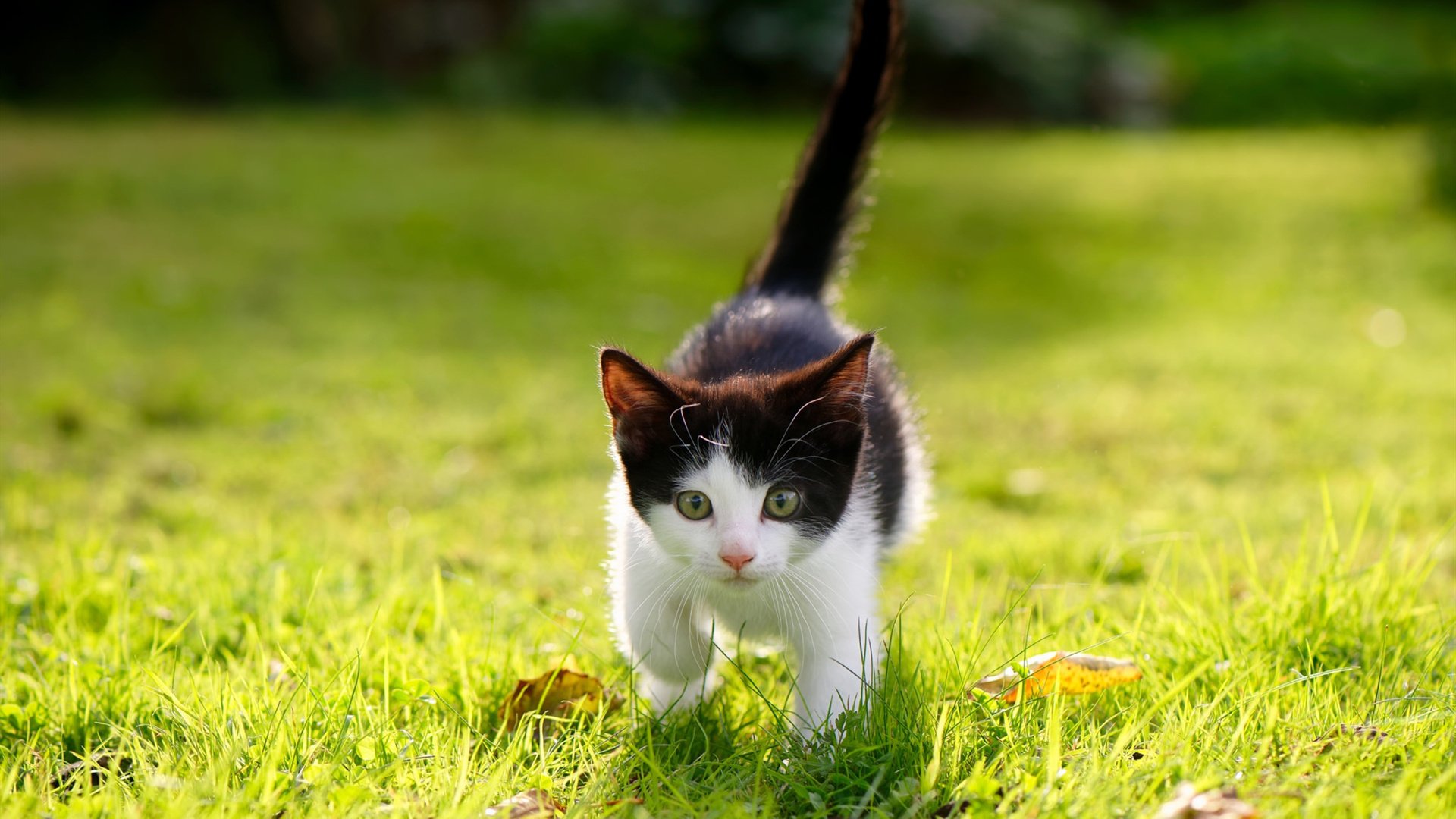 五大联赛长传转移战术对空间撕裂效果的对比分析