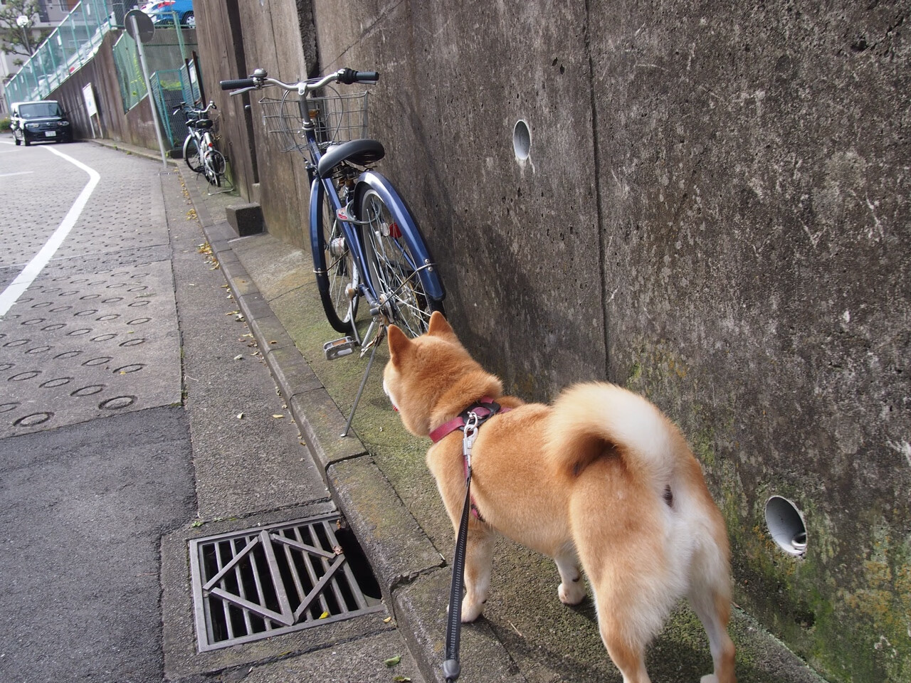 卡普尔带领袋鼠队打破对方防线，赢得关键比赛，卡尔皮纳袋鼠