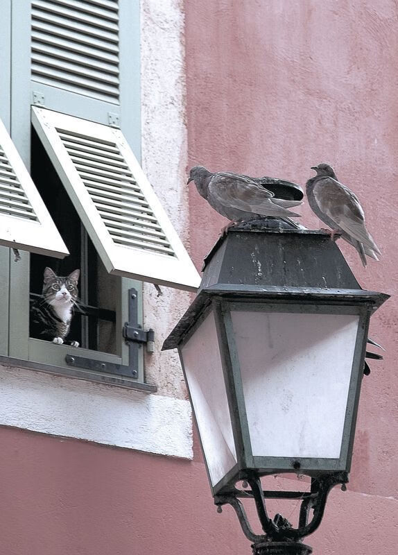 安东·李恩:全黑队进攻的“心脏”,总能在关键时刻做出精准判断