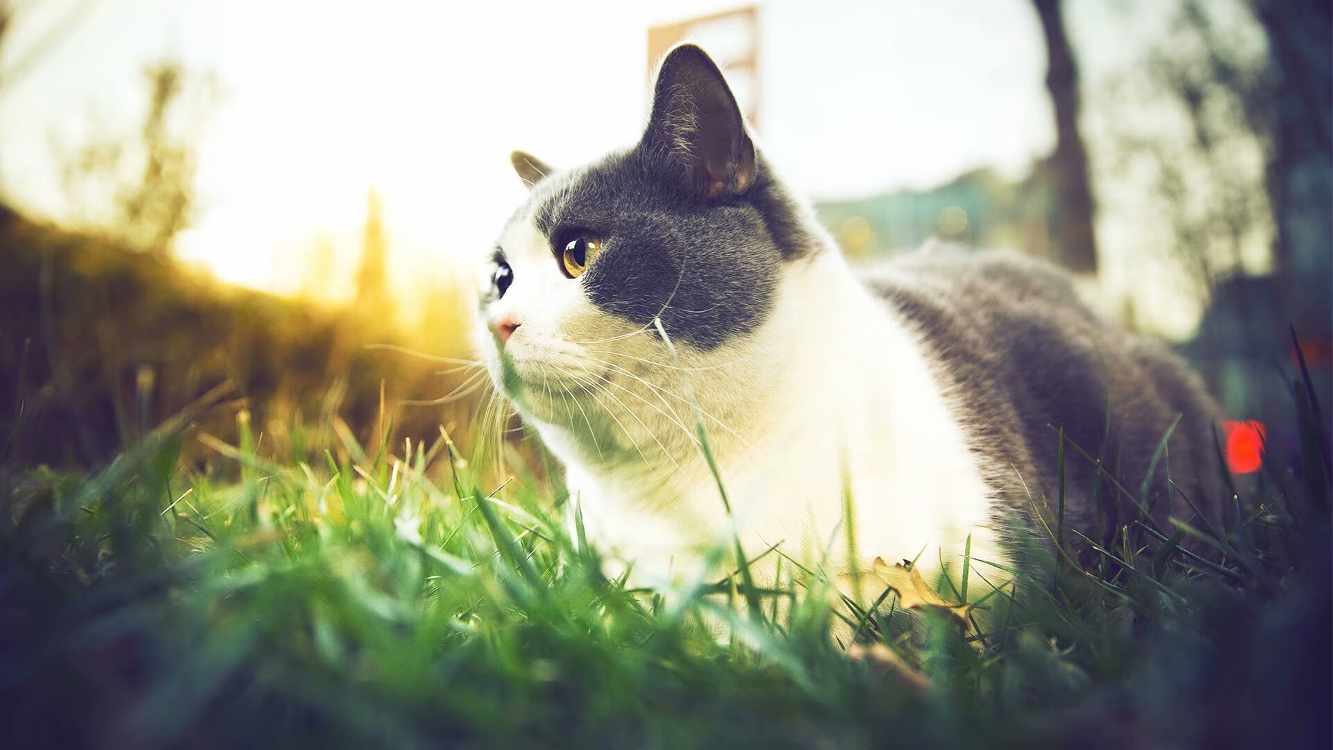 日本队在亚洲赛场持续发力，争取佳绩