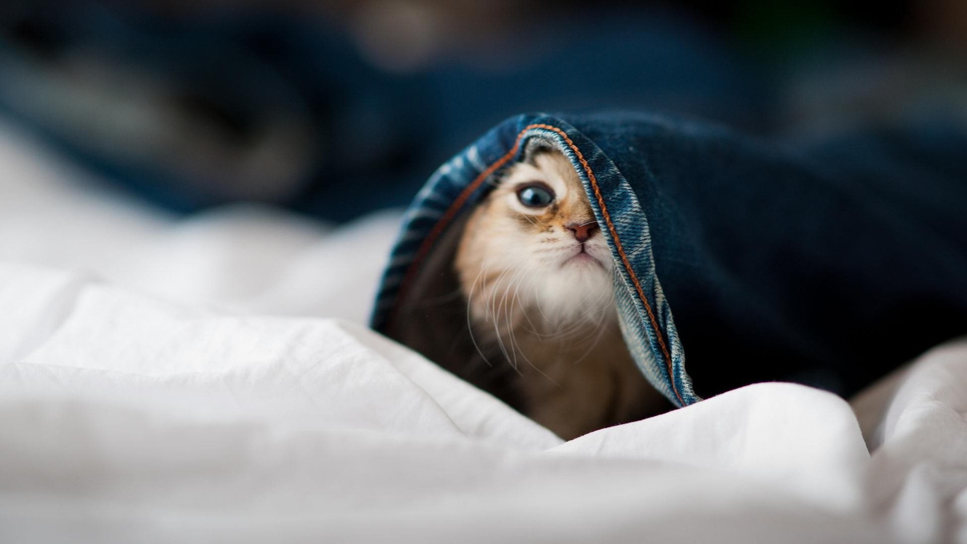 Leyu Sport下载-欧洲杯激烈冲突：战术变化带来全场高潮，2021欧洲杯冲突