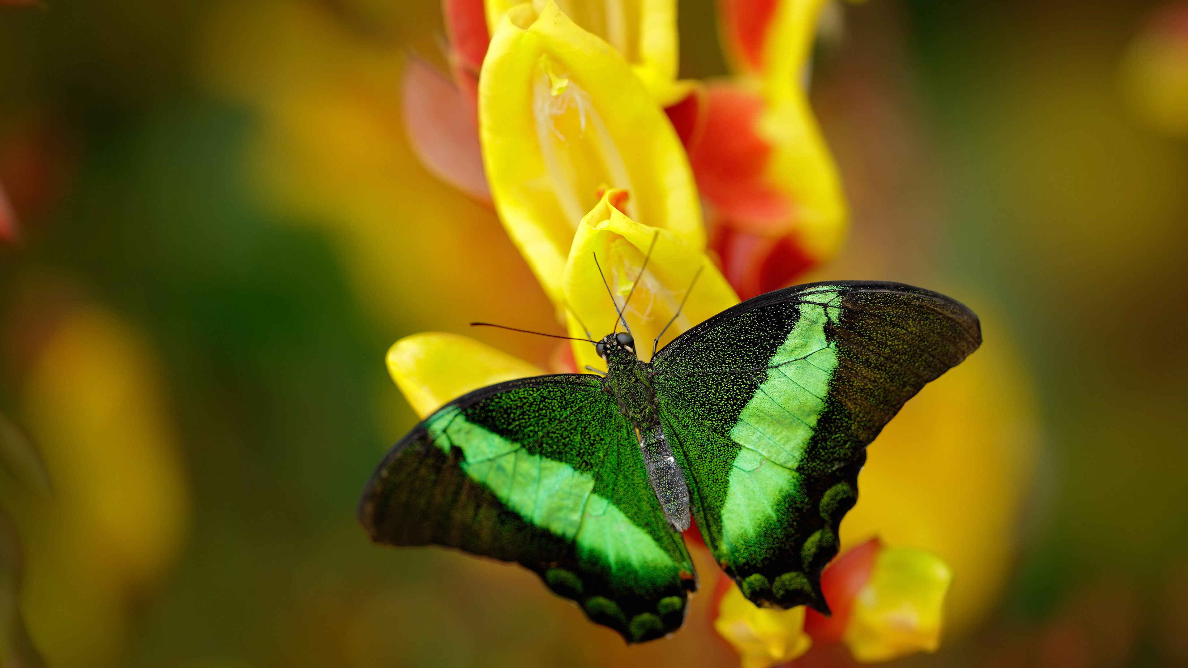 乐鱼app-混合泳选手吉尔吉斯斯坦稳定输出高分，吉尔吉斯斯坦游泳运动员